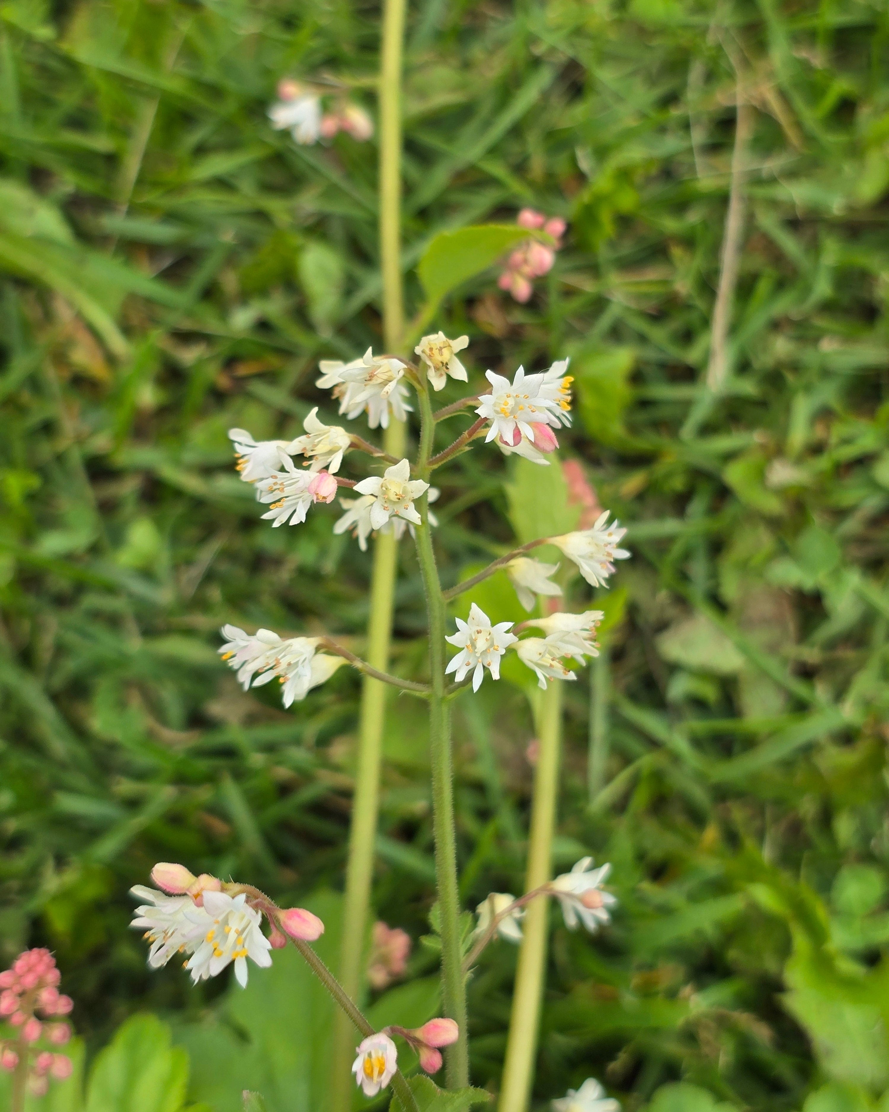 Pisipööris 'White Revolution'