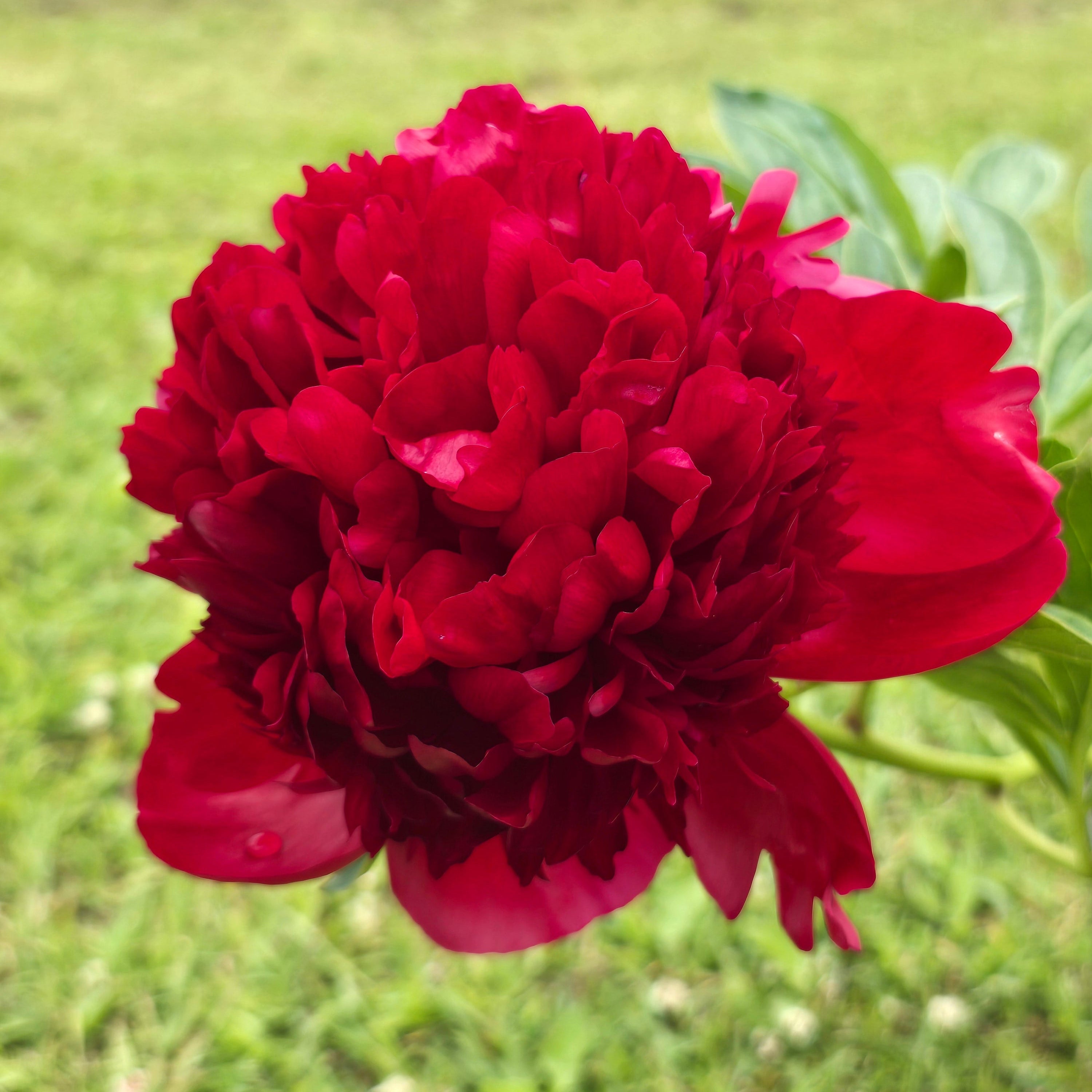 Pojeng 'Red Charm'