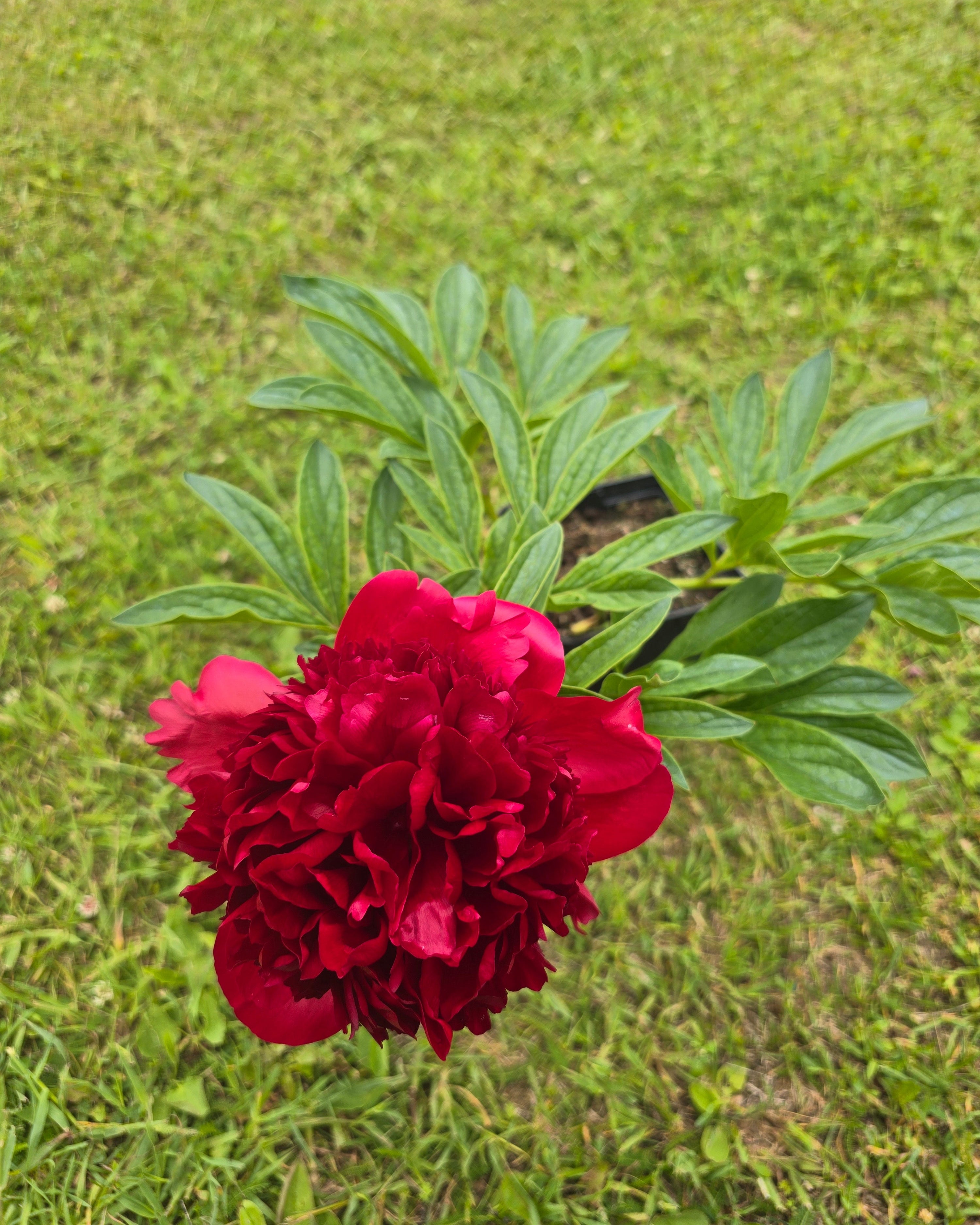 Pojeng 'Red Charm'