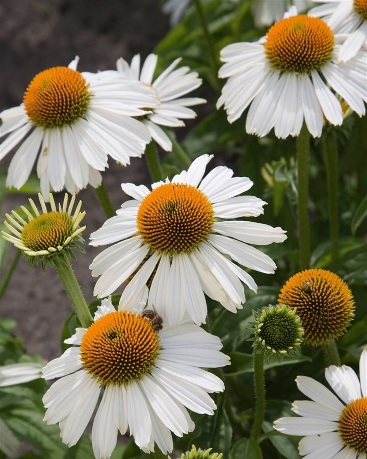 Punane siilkübar 'Meditation White'
