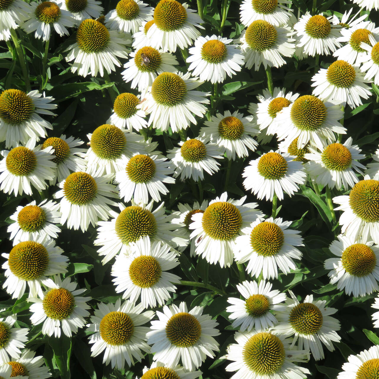 Punane siilkübar 'Meditation White'