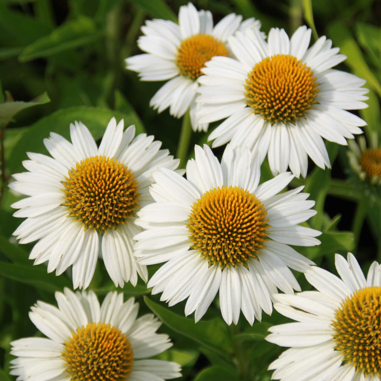 Punane siilkübar 'Meditation White'