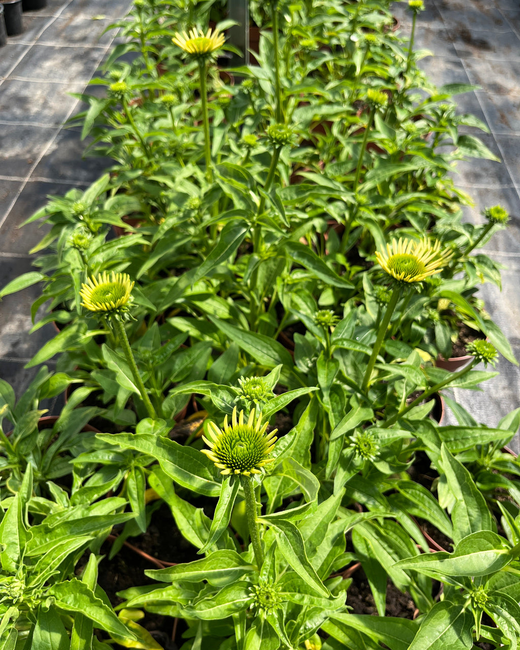 Punane siilkübar 'Papallo Golden Apricot'