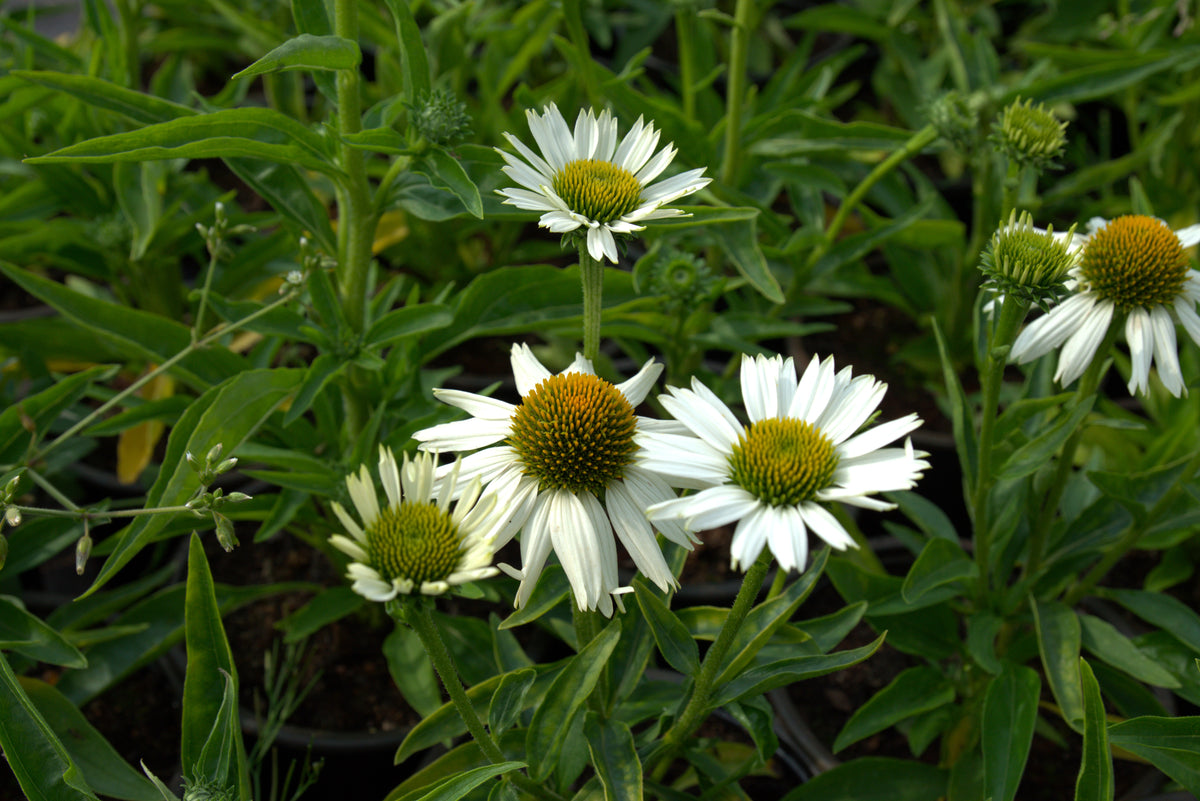 Punane siilkübar 'Meditation White'