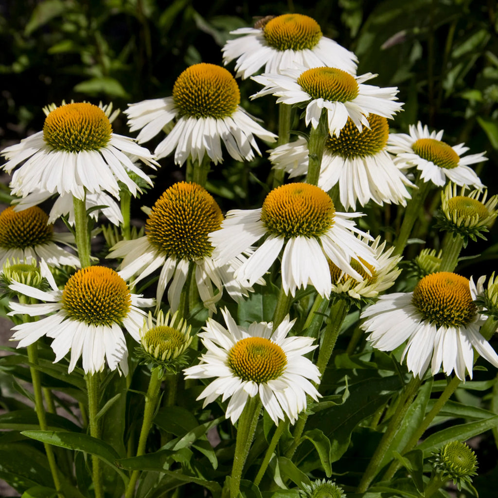 Punane siilkübar 'Meditation White'