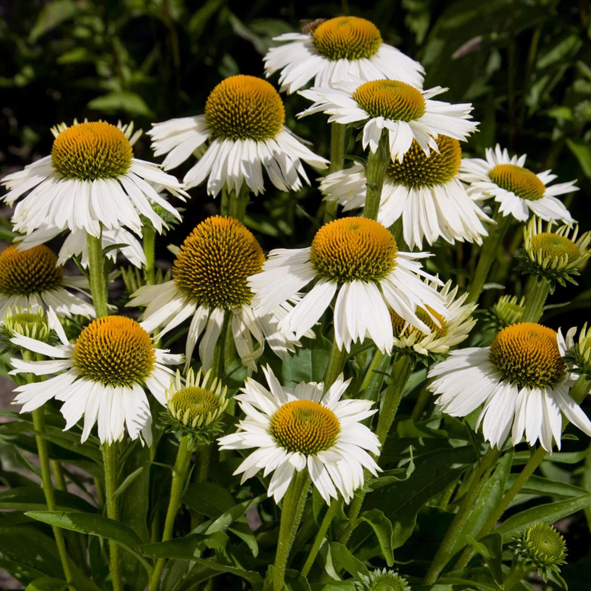 Punane siilkübar 'Meditation White'