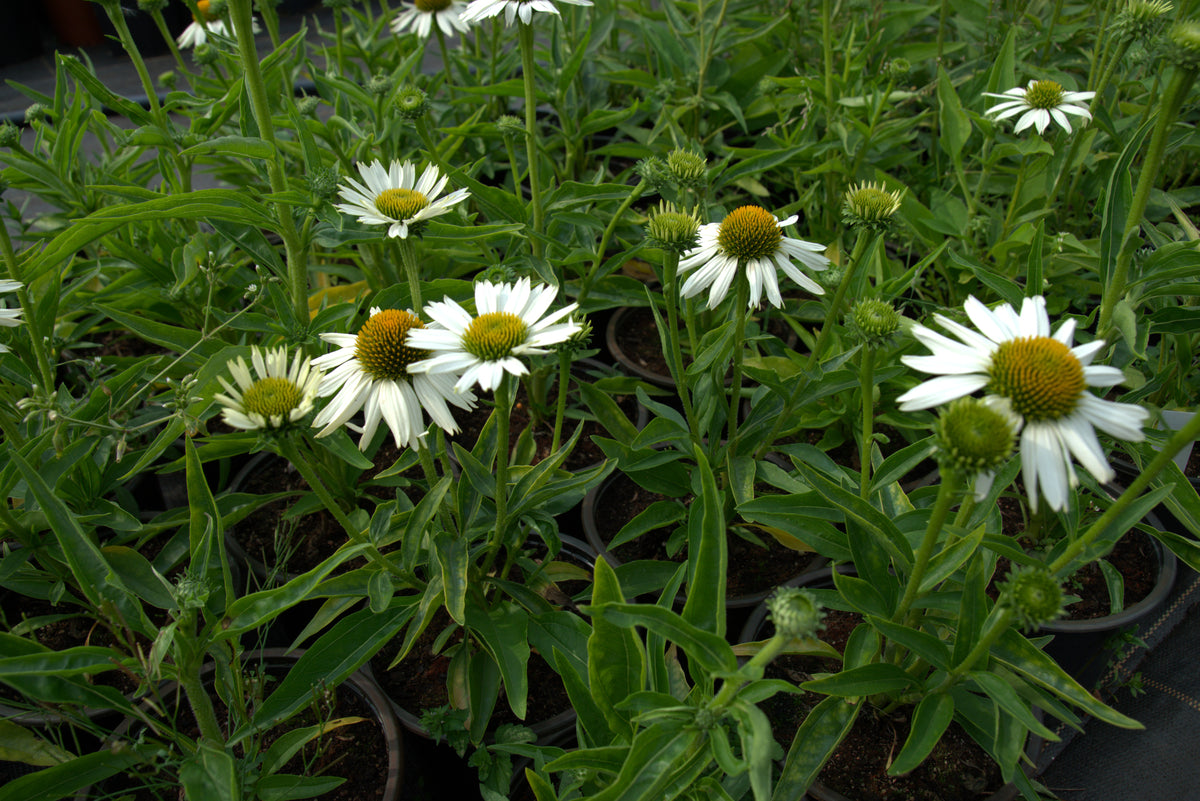 Punane siilkübar 'Meditation White'