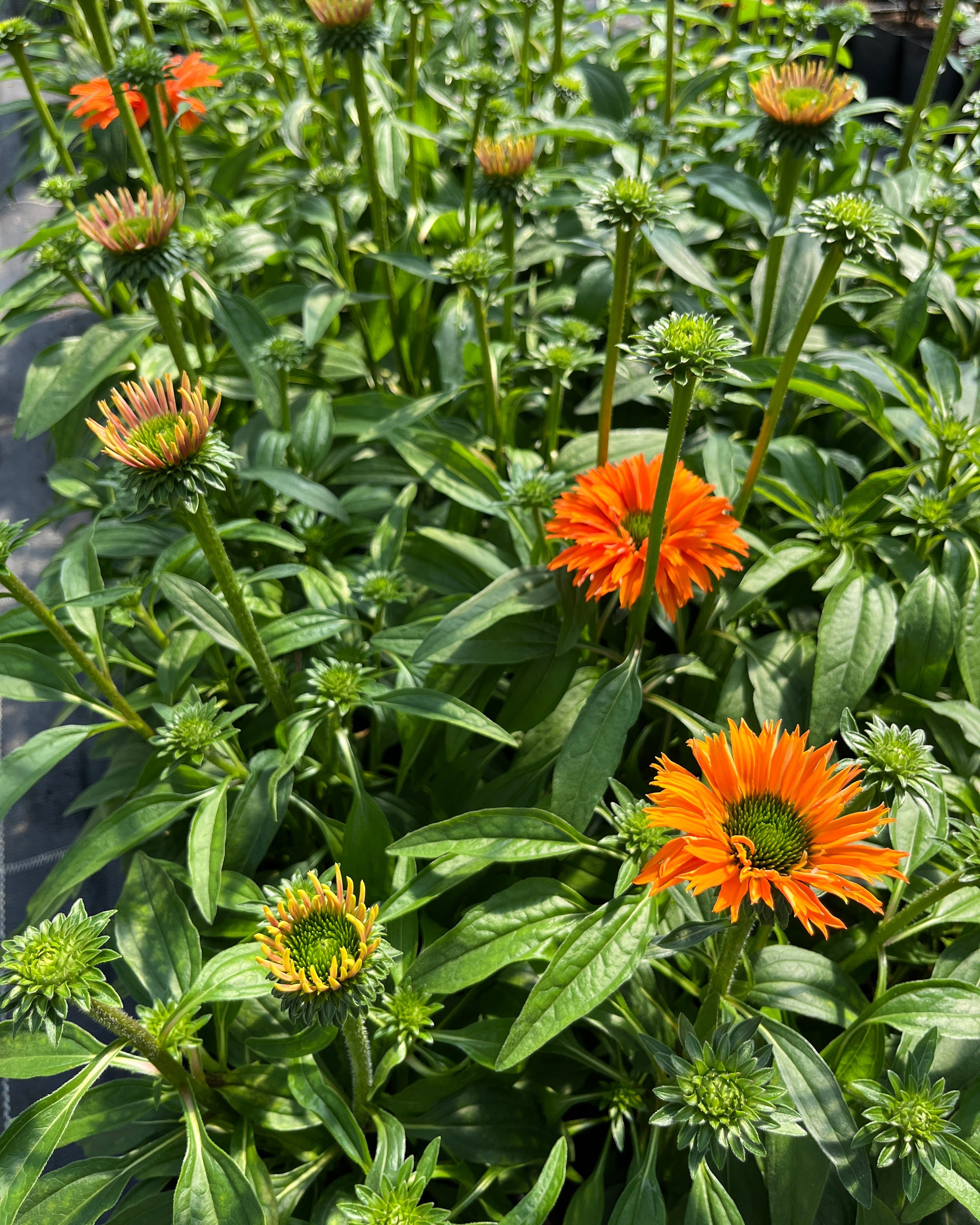 Punane siilkübar 'Papallo Classic Orange'