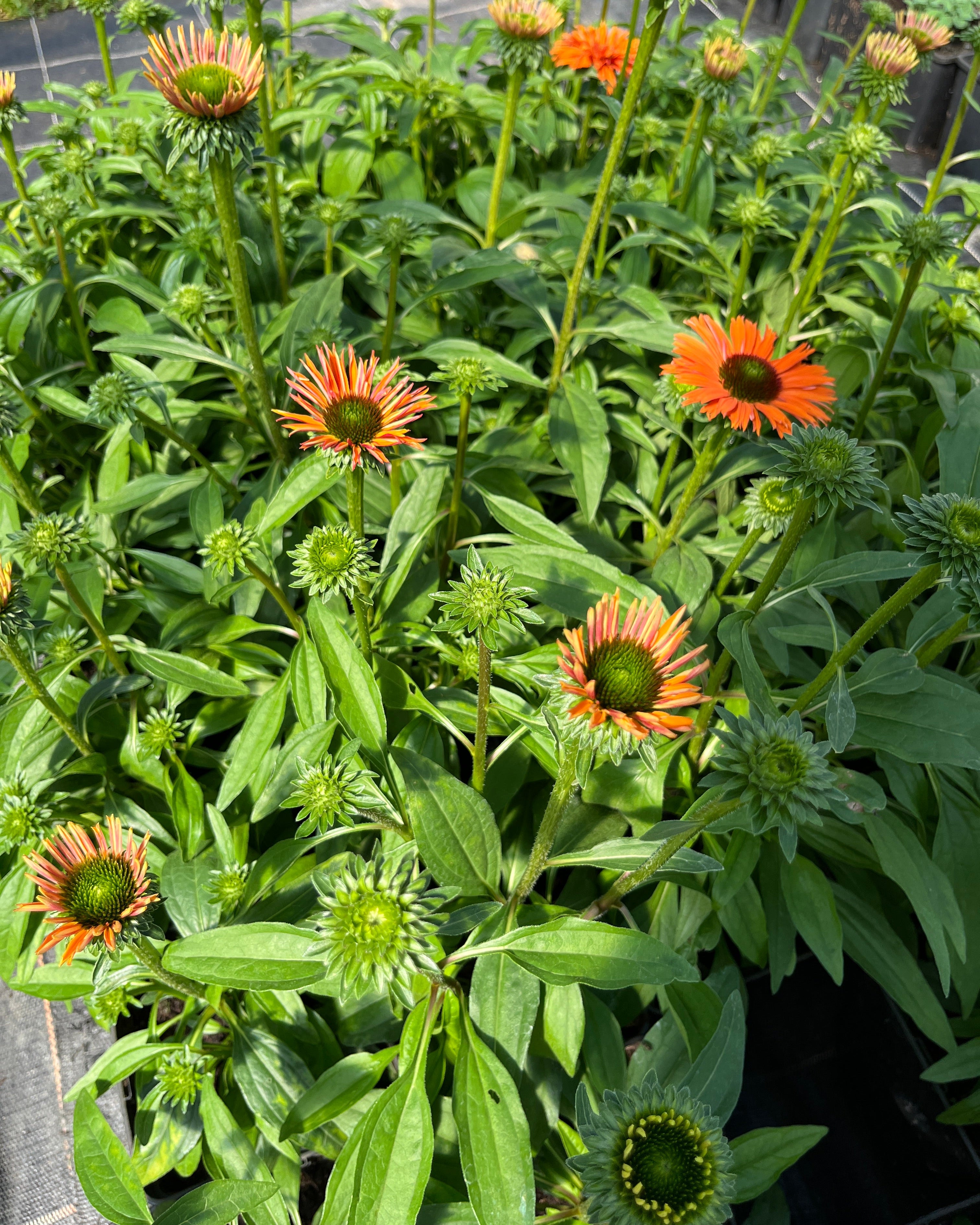 Punane siilkübar 'Papallo Classic Orange'