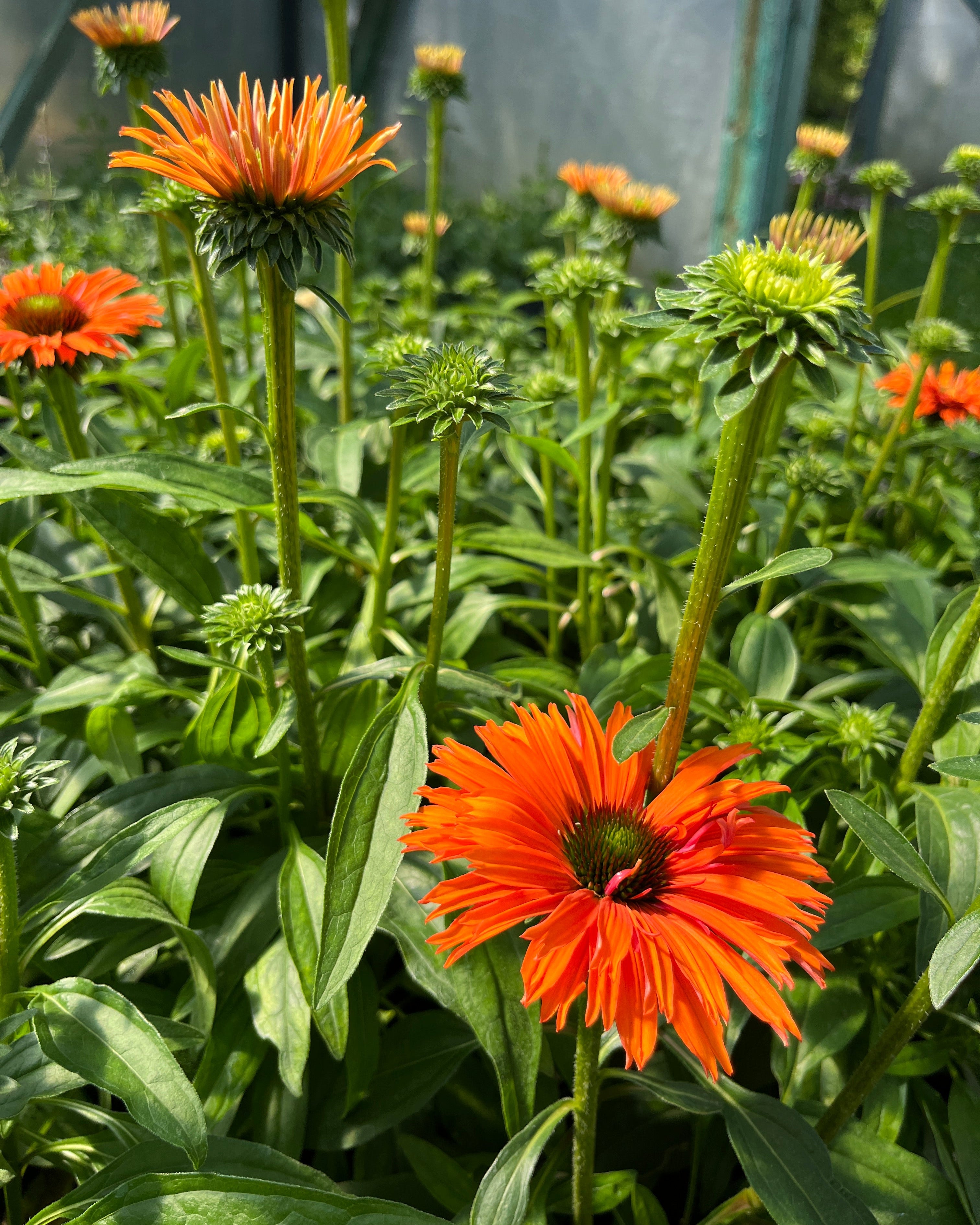 Punane siilkübar 'Papallo Classic Orange'