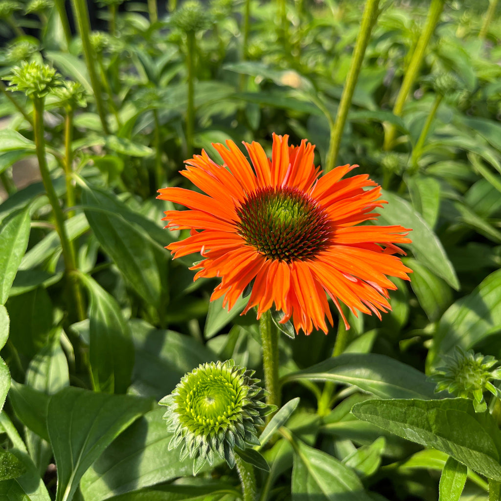 Punane siilkübar 'Papallo Classic Orange'
