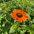 Punane siilkübar 'Papallo Classic Orange'