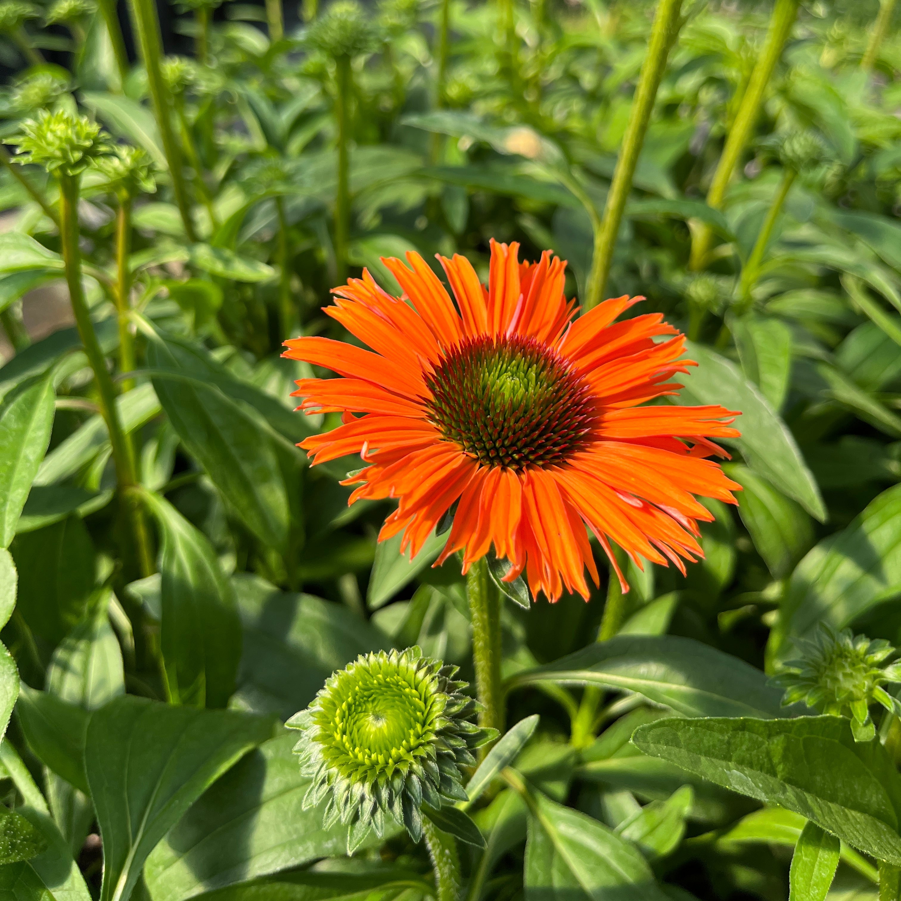 Punane siilkübar 'Papallo Classic Orange'