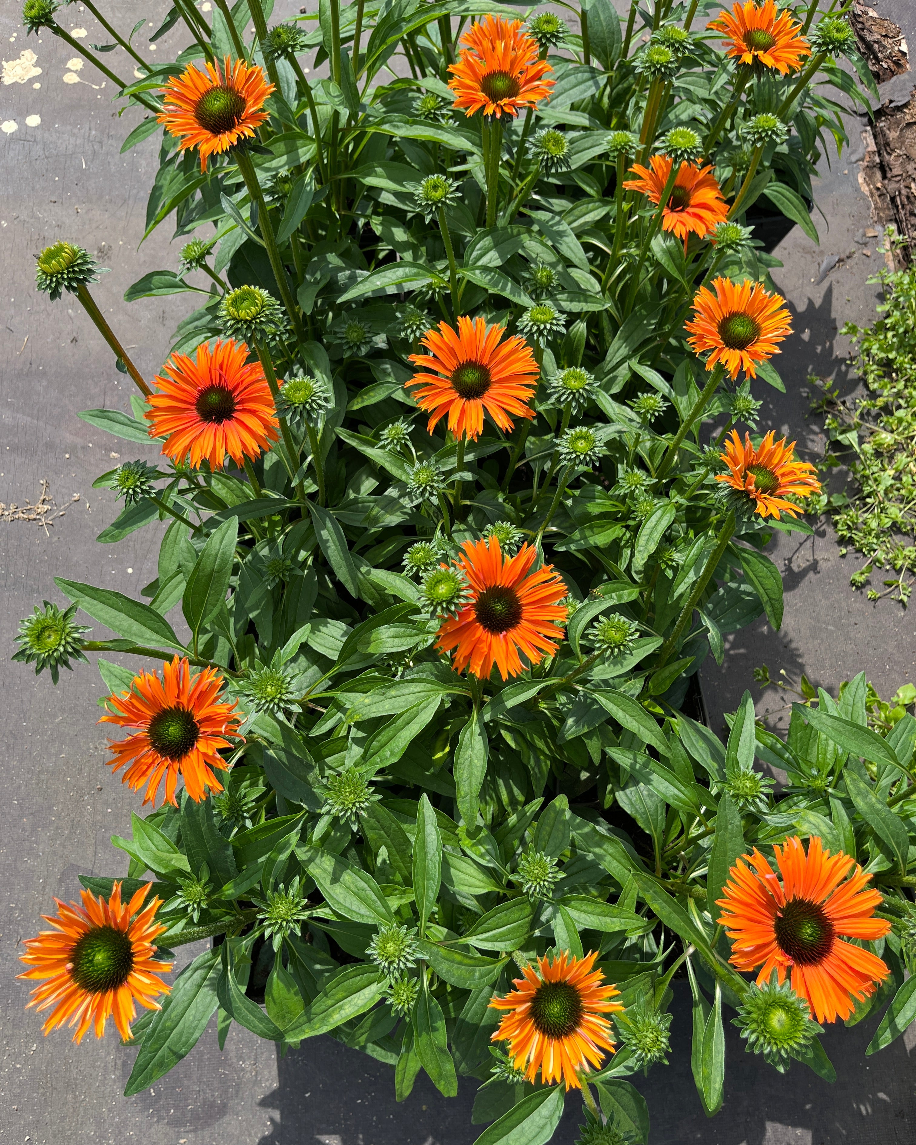 Punane siilkübar 'Papallo Classic Orange'
