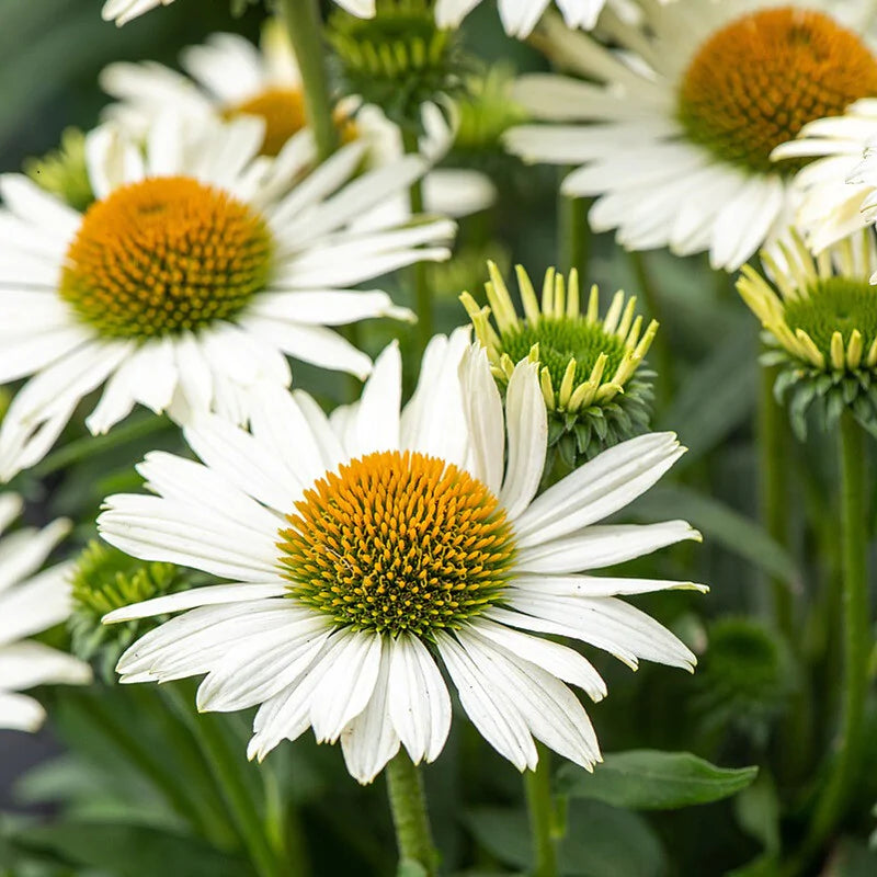 Punane siilkübar 'Pearl White'