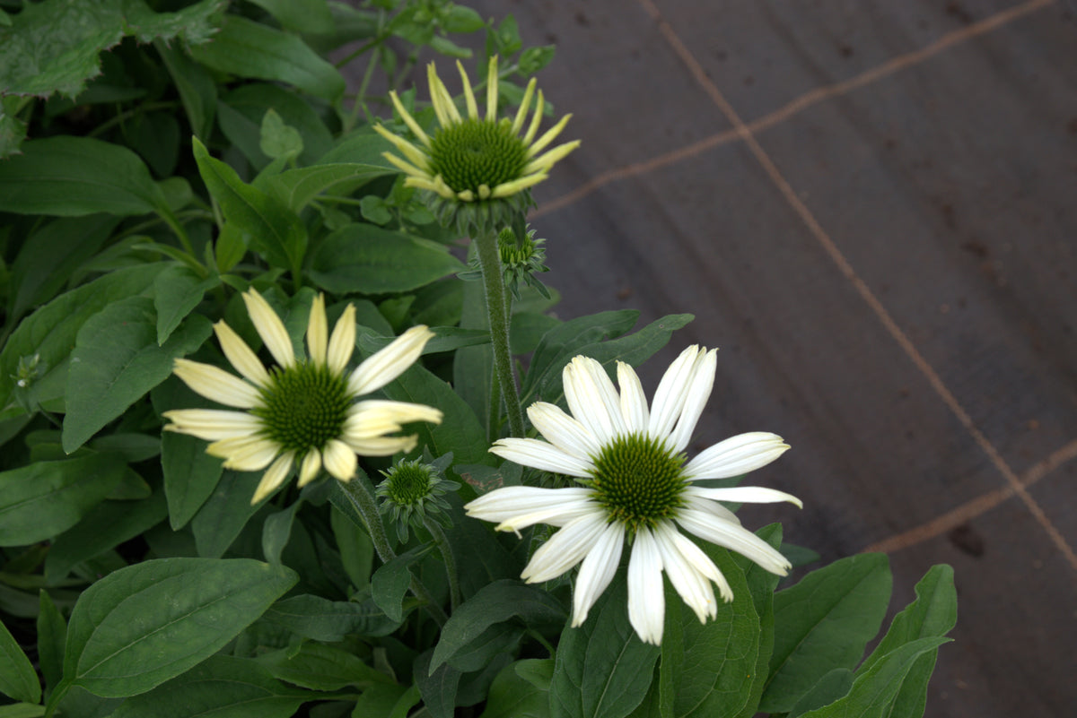 Punane siilkübar 'Pearl White'
