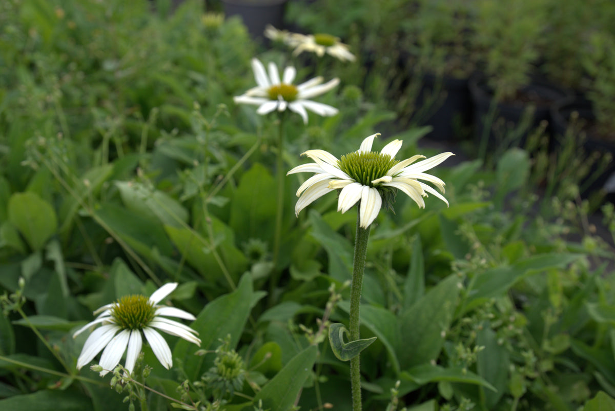 Punane siilkübar 'Pearl White'
