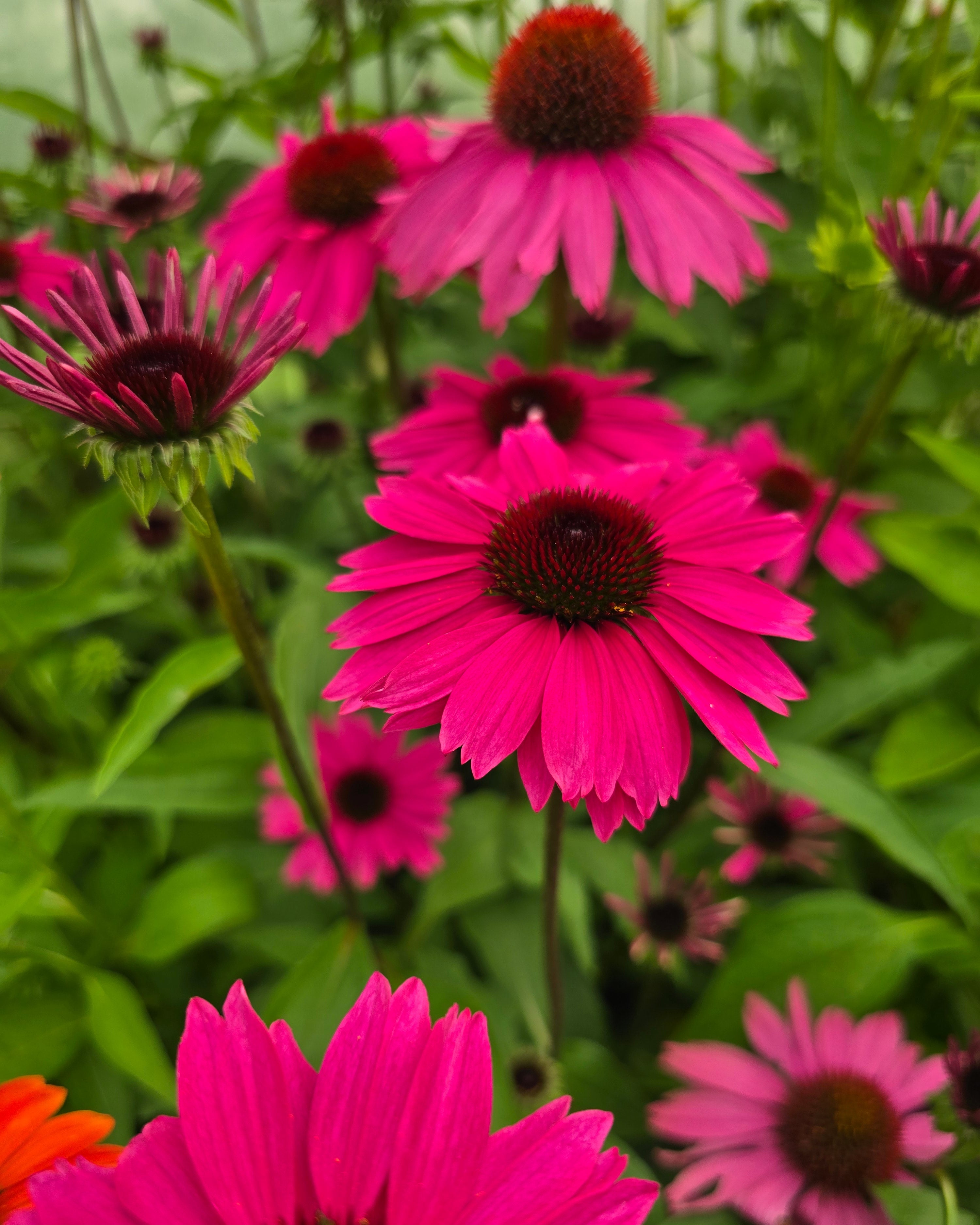 Punane siilkübar 'Sensation Pink'