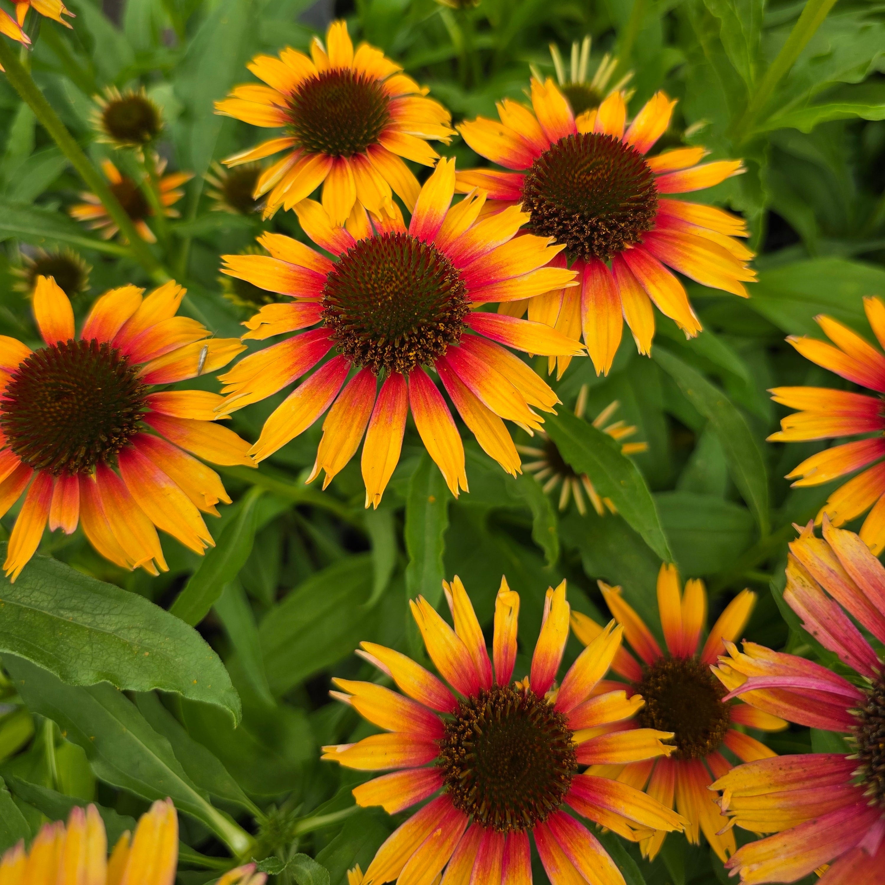 Punane siilkübar 'Sombrero Special Yellow Red'