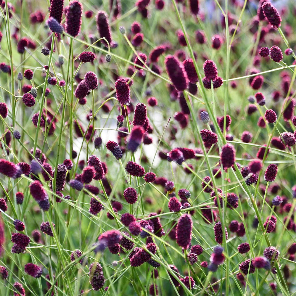 Punanupp 'Plum Drops'