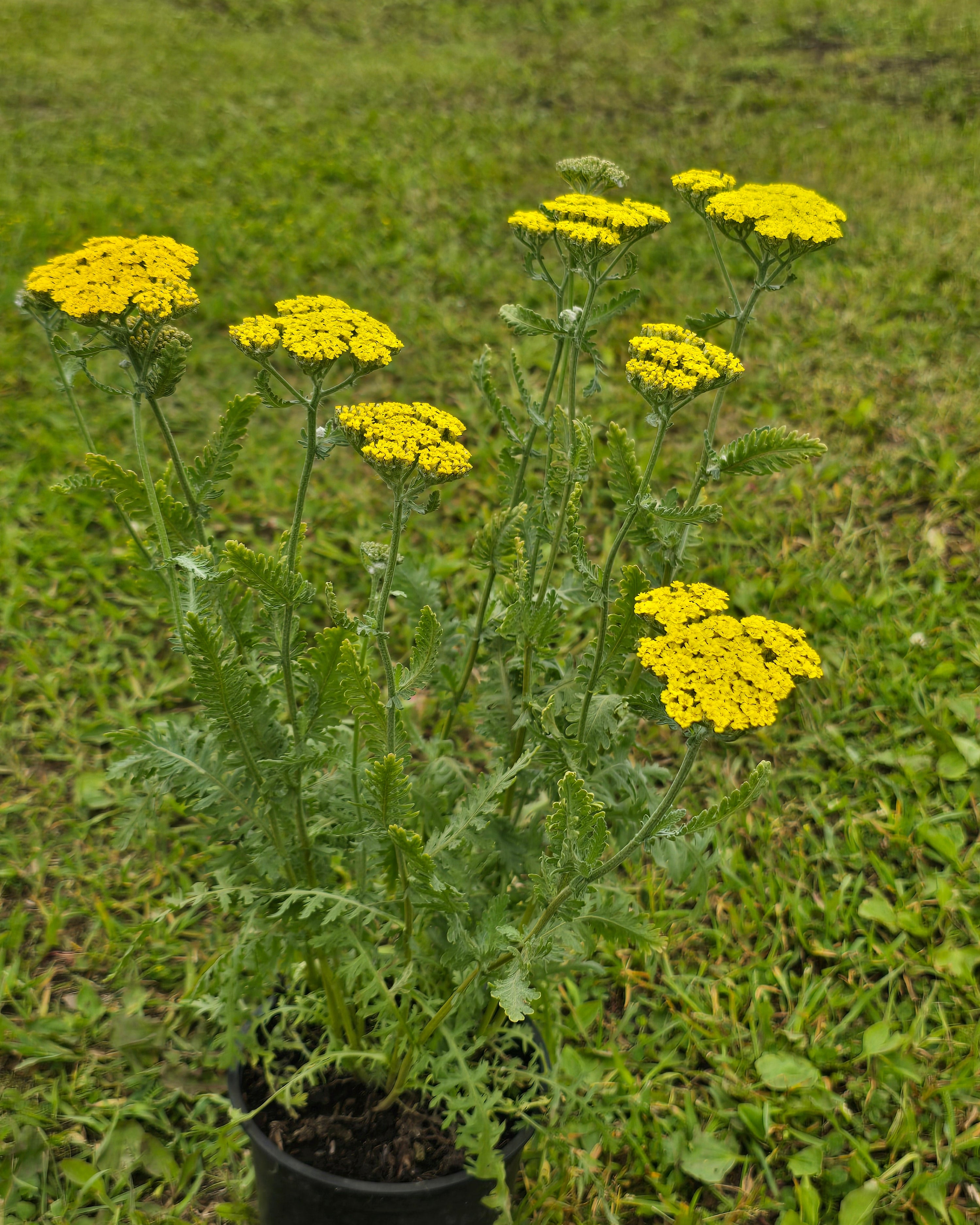 Raudrohi 'Moonshine'