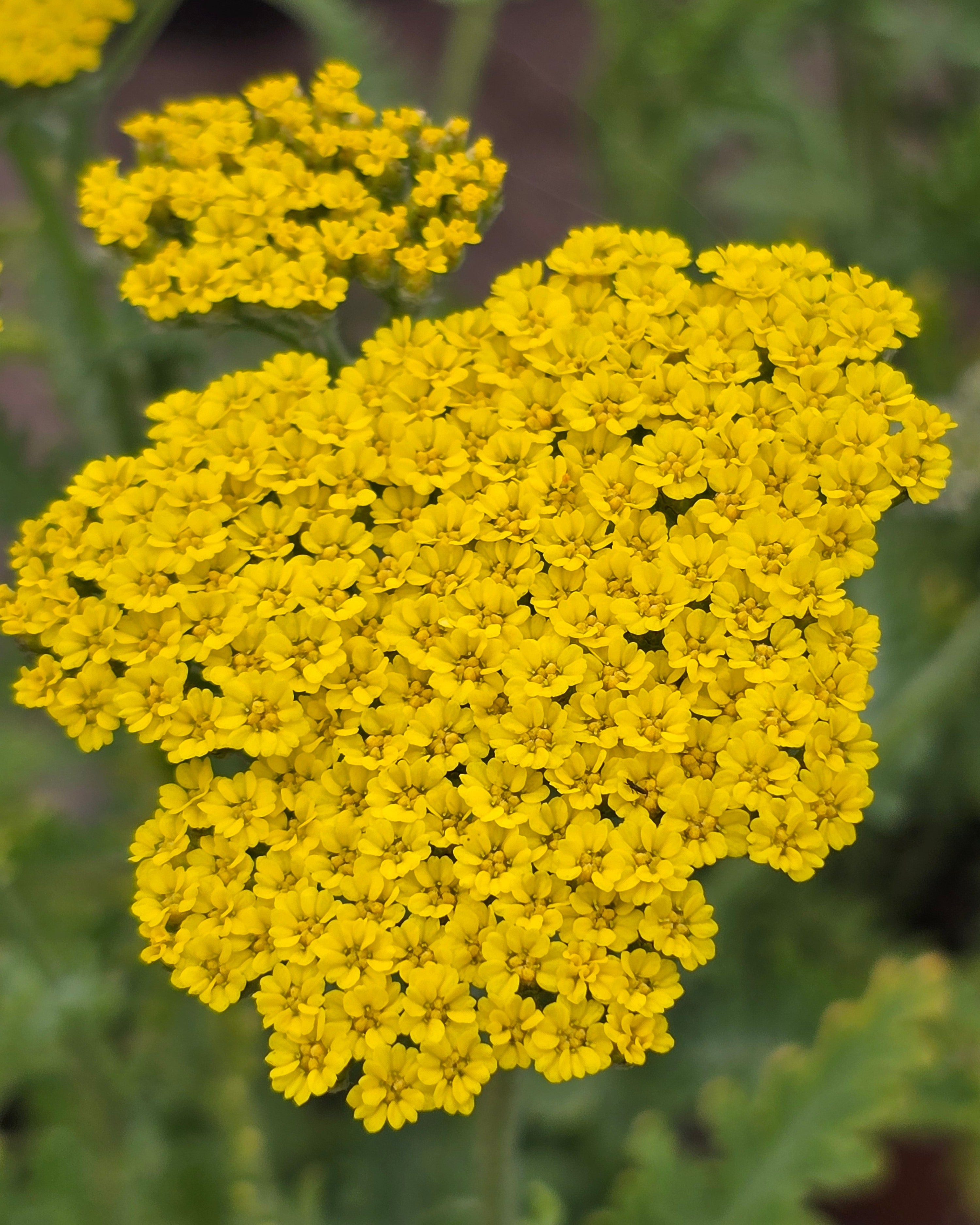 Raudrohi 'Moonshine'