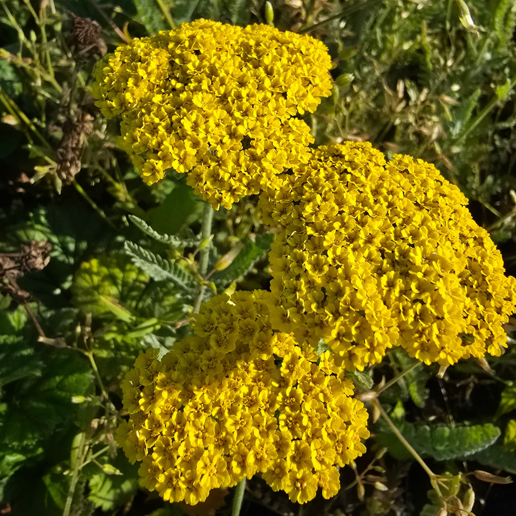 Raudrohi 'Moonshine'