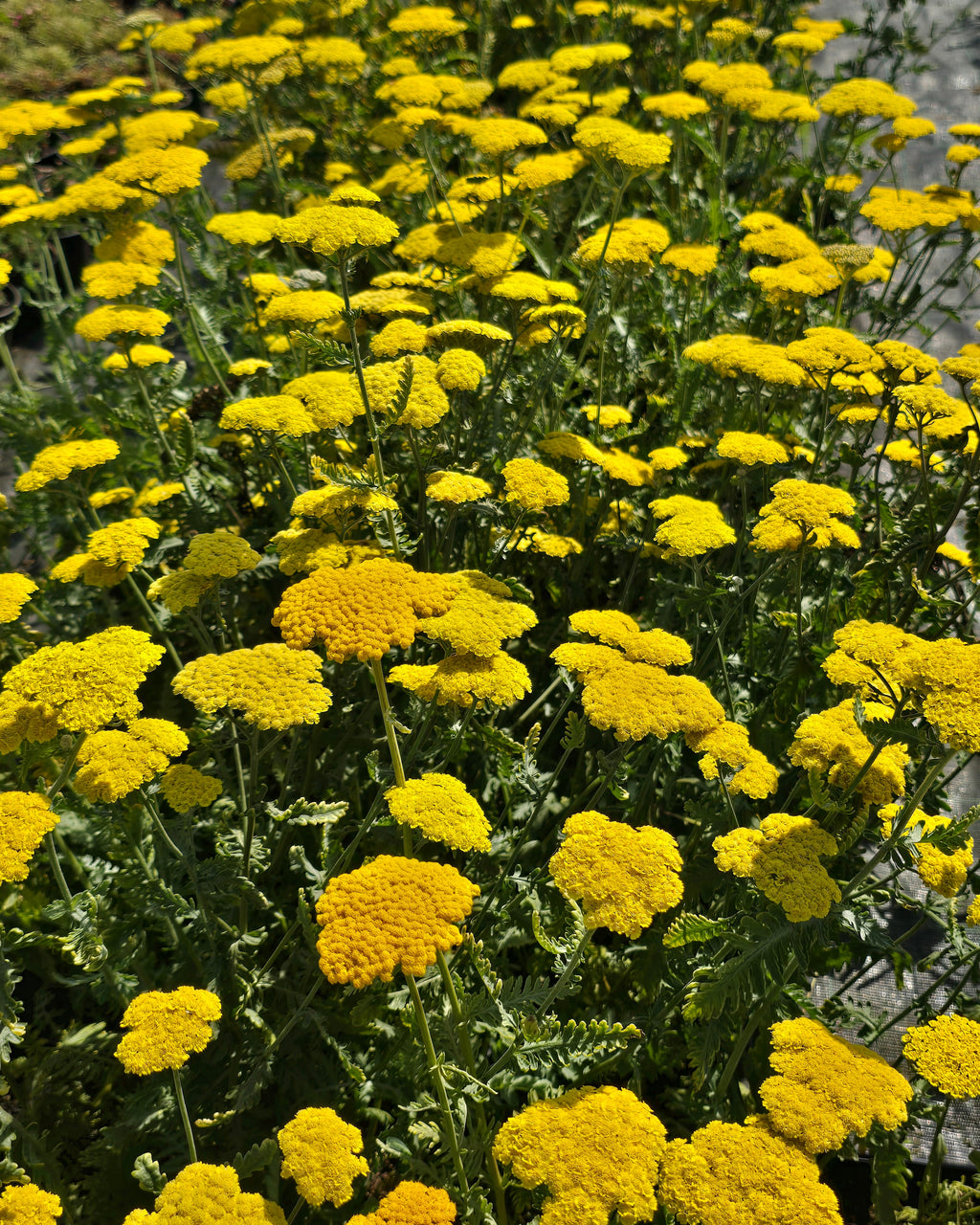 Raudrohi 'Moonshine'