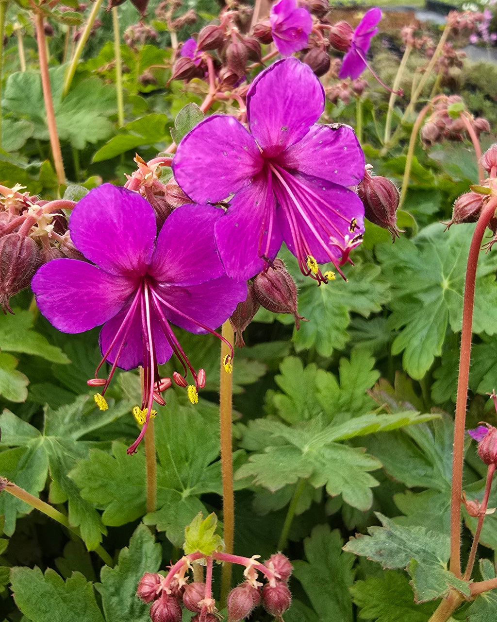 Risoomikas kurereha 'Czakor'