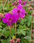 Risoomikas kurereha 'Czakor'