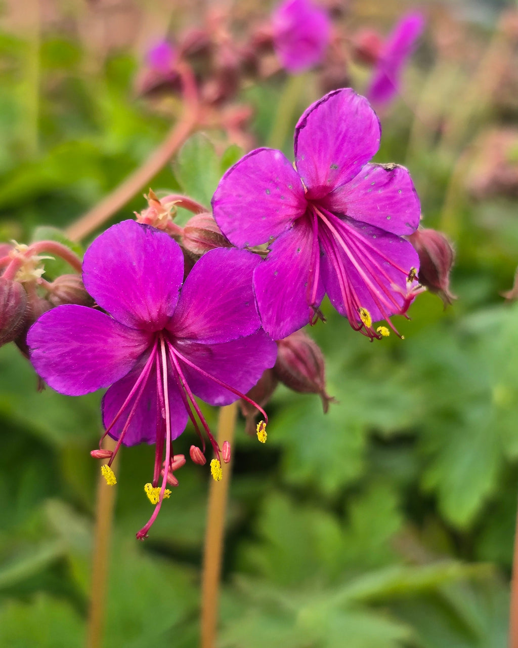 Risoomikas kurereha 'Czakor'
