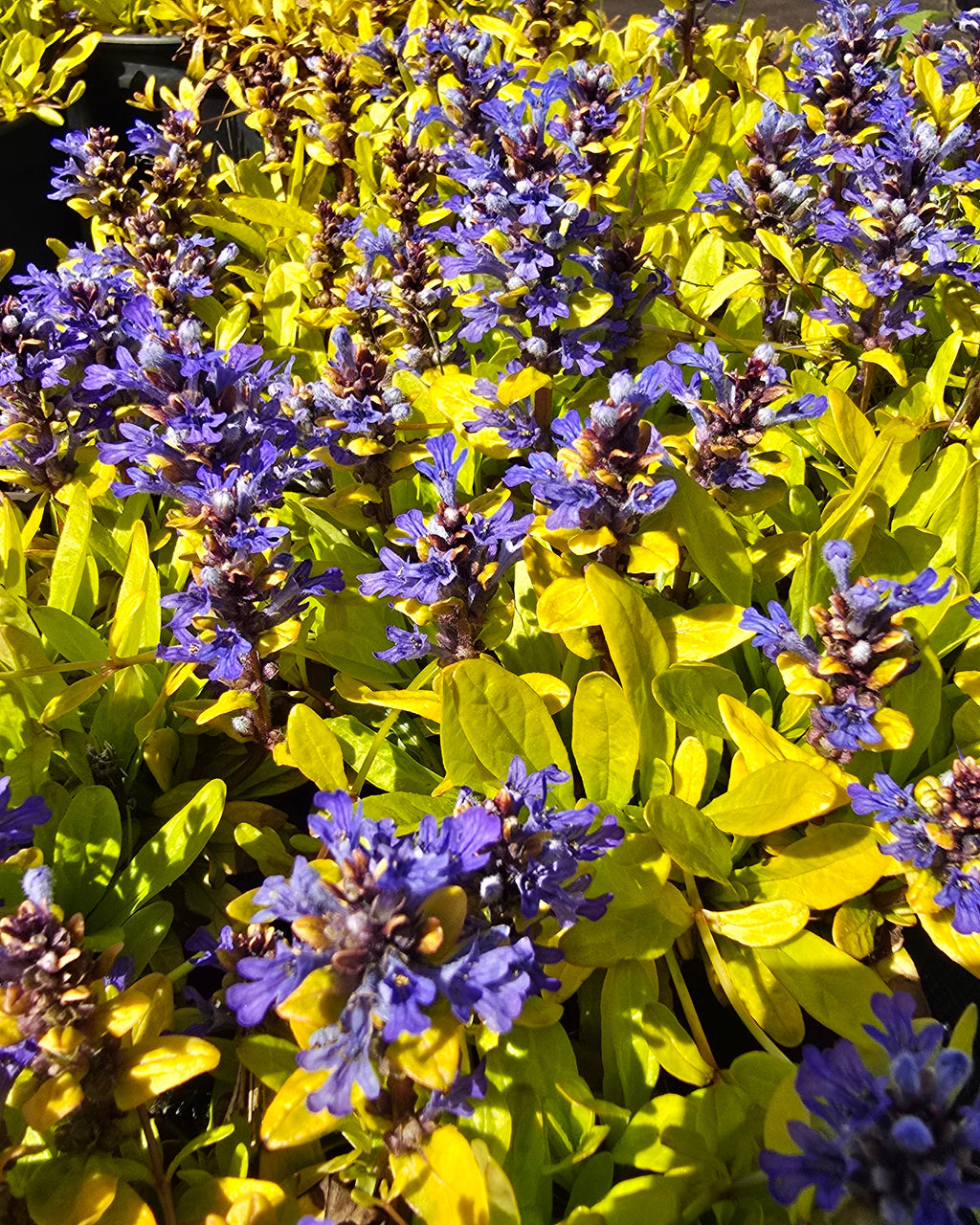 Roomav akakapsas Feathered Friends 'Cordial Canary'
