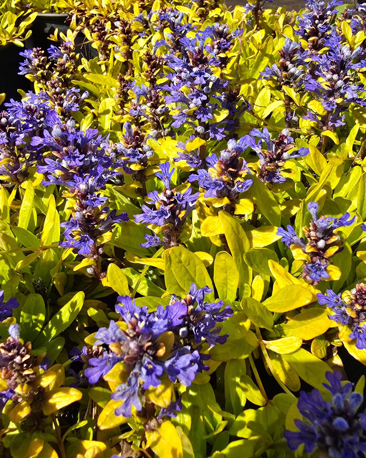 Roomav akakapsas Feathered Friends 'Cordial Canary'