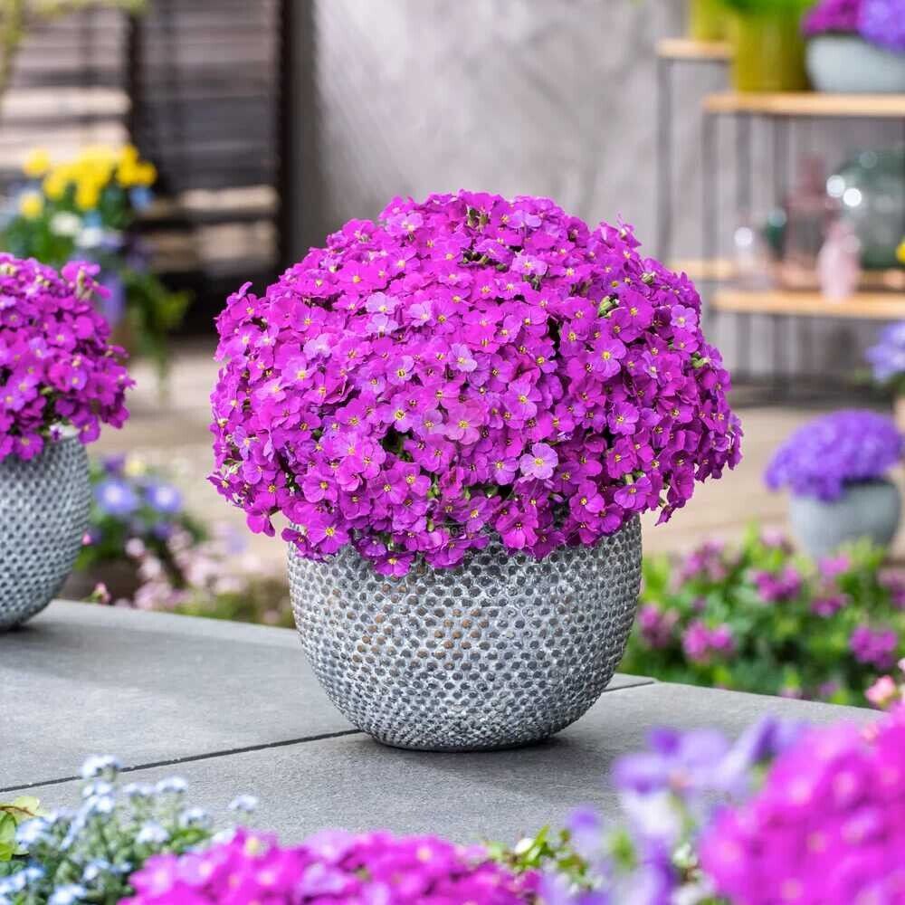 Sale sinipadjake Florado 'Neon Pink'