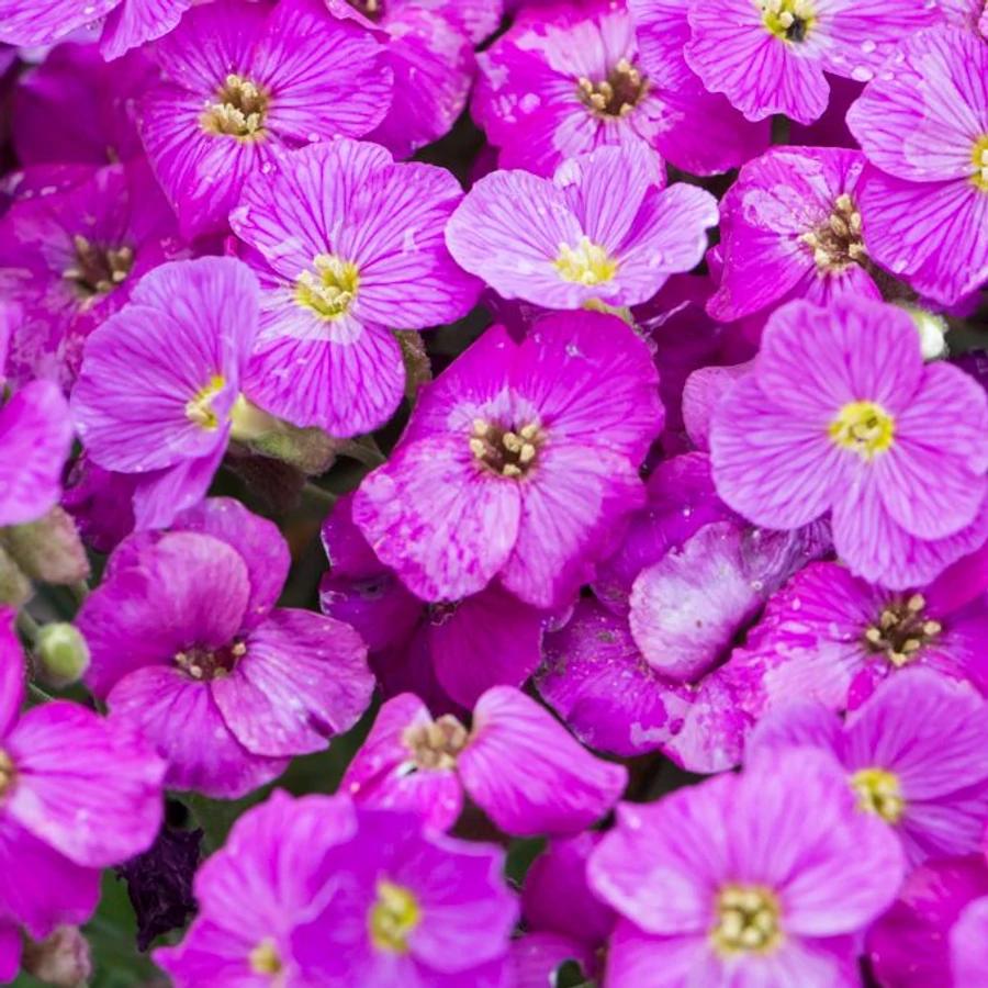 Sale sinipadjake Florado 'Neon Pink'