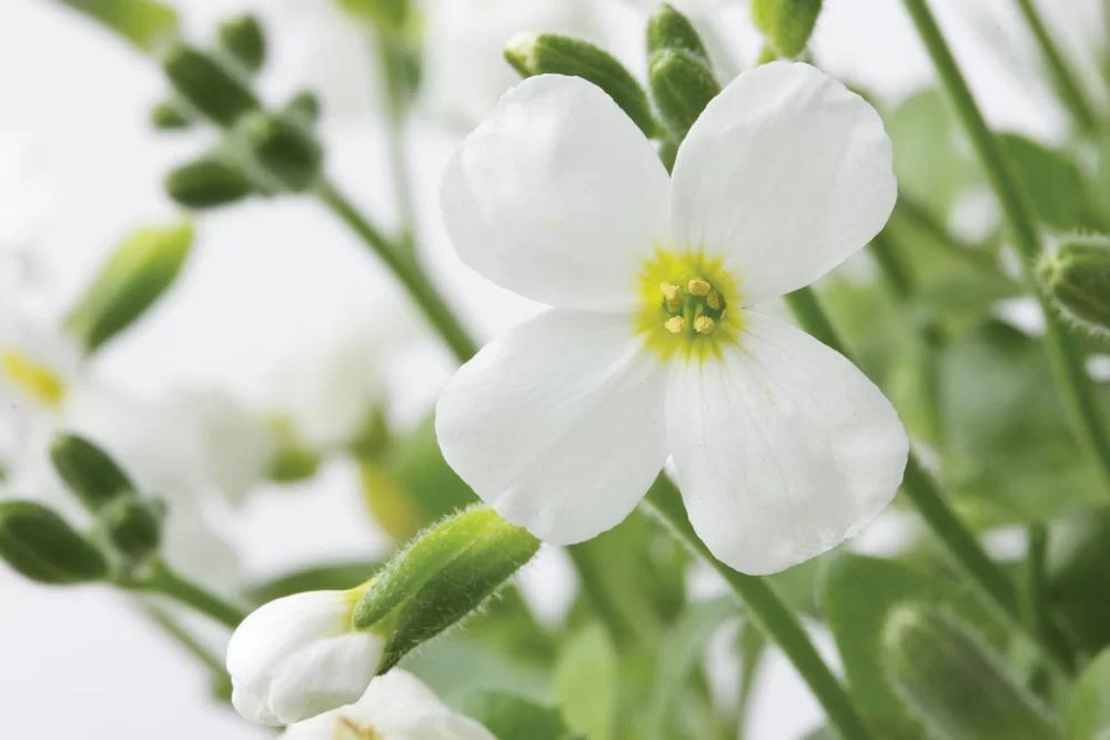 Sale sinipadjake Florado 'White'