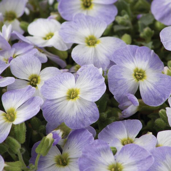 Sale sinipadjake 'Blue White Bicolour'
