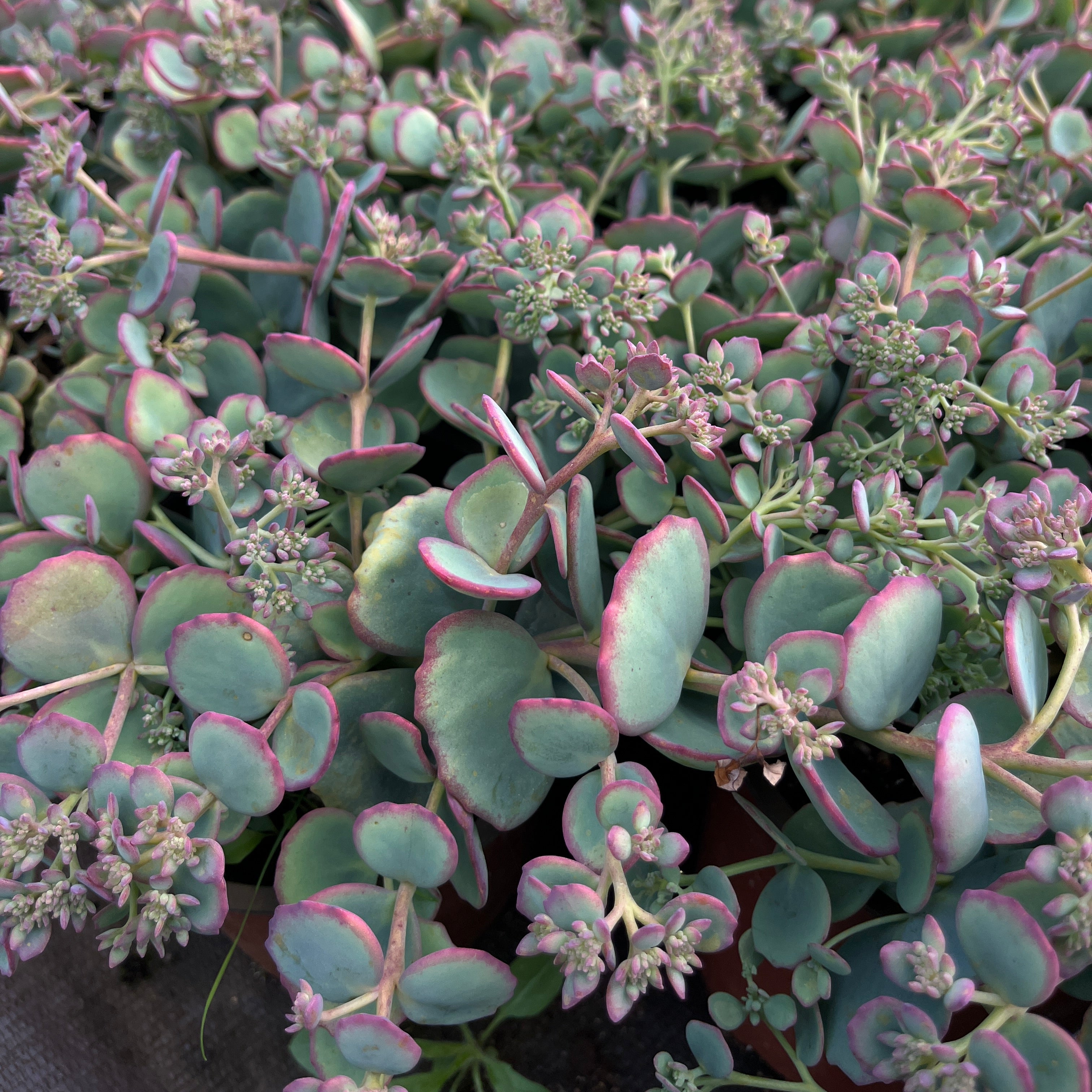 Sieboldi kikkahari 'Mediovariegatum'