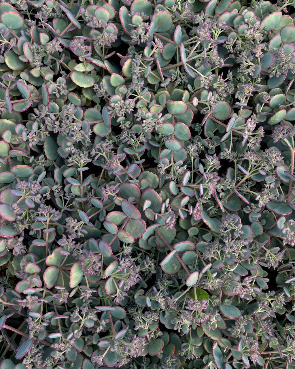 Sieboldi kikkahari 'Mediovariegatum'