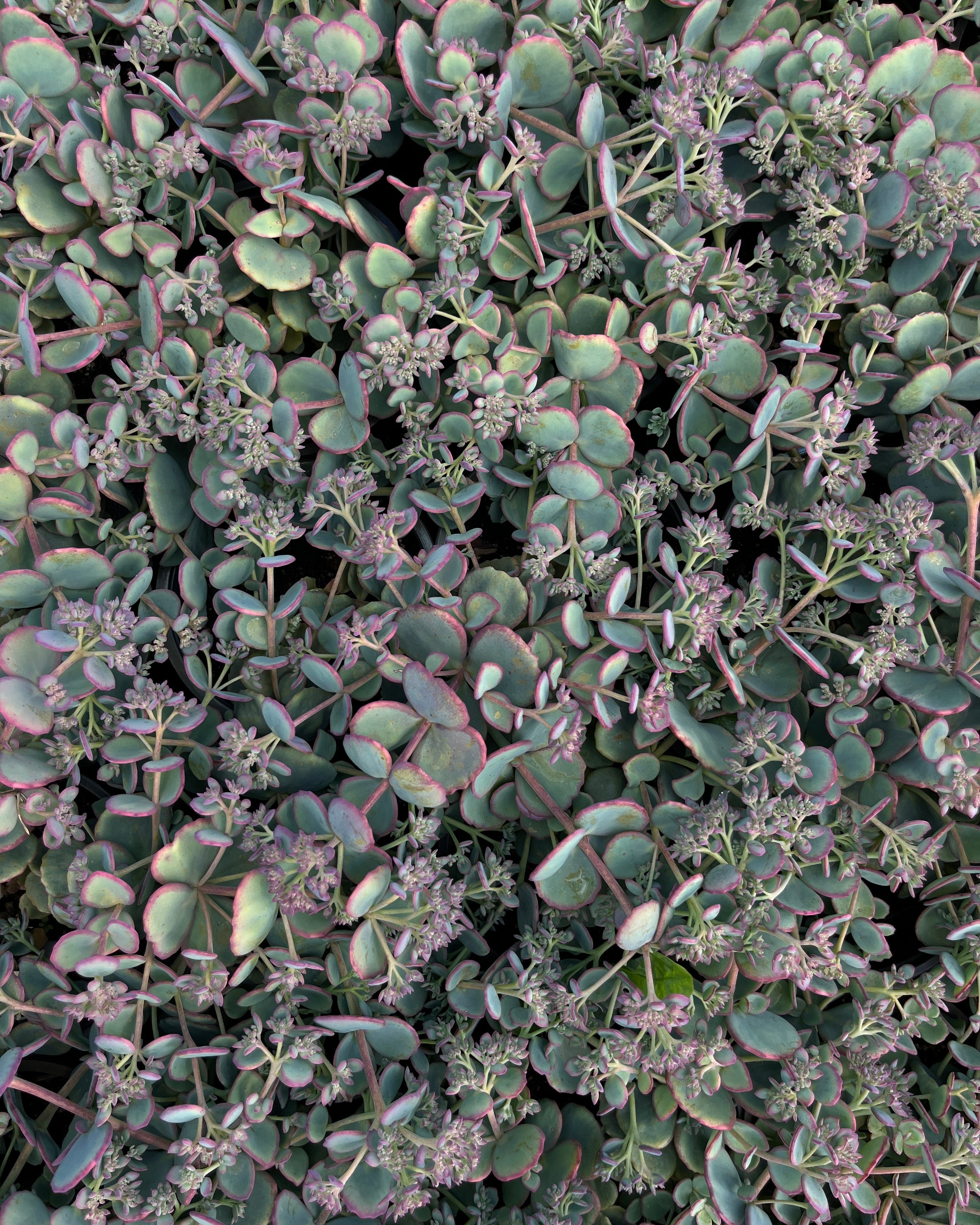 Sieboldi kikkahari 'Mediovariegatum'