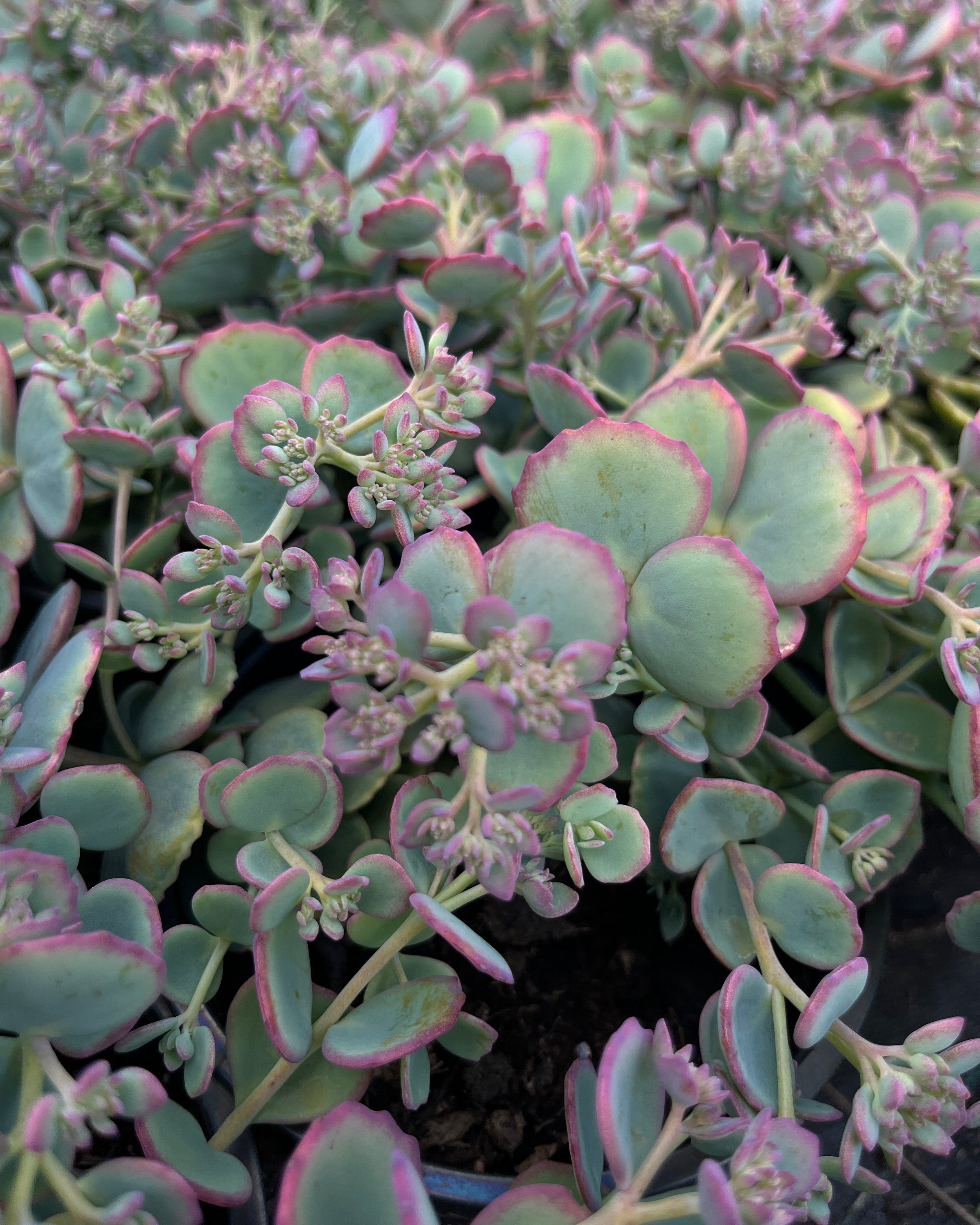 Sieboldi kikkahari 'Mediovariegatum'