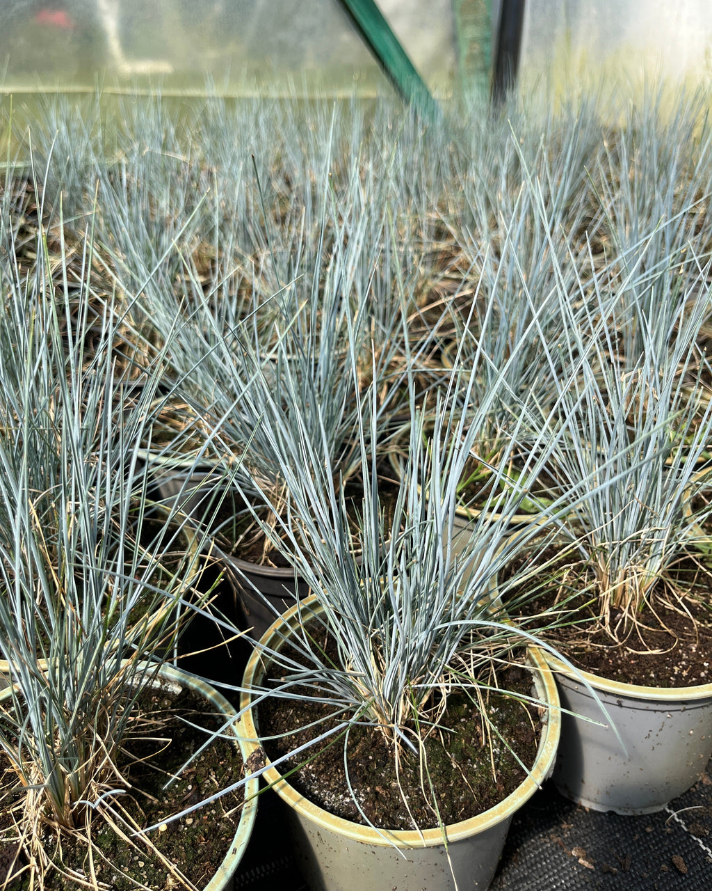 Sinihall aruhein 'Elijah Blue'