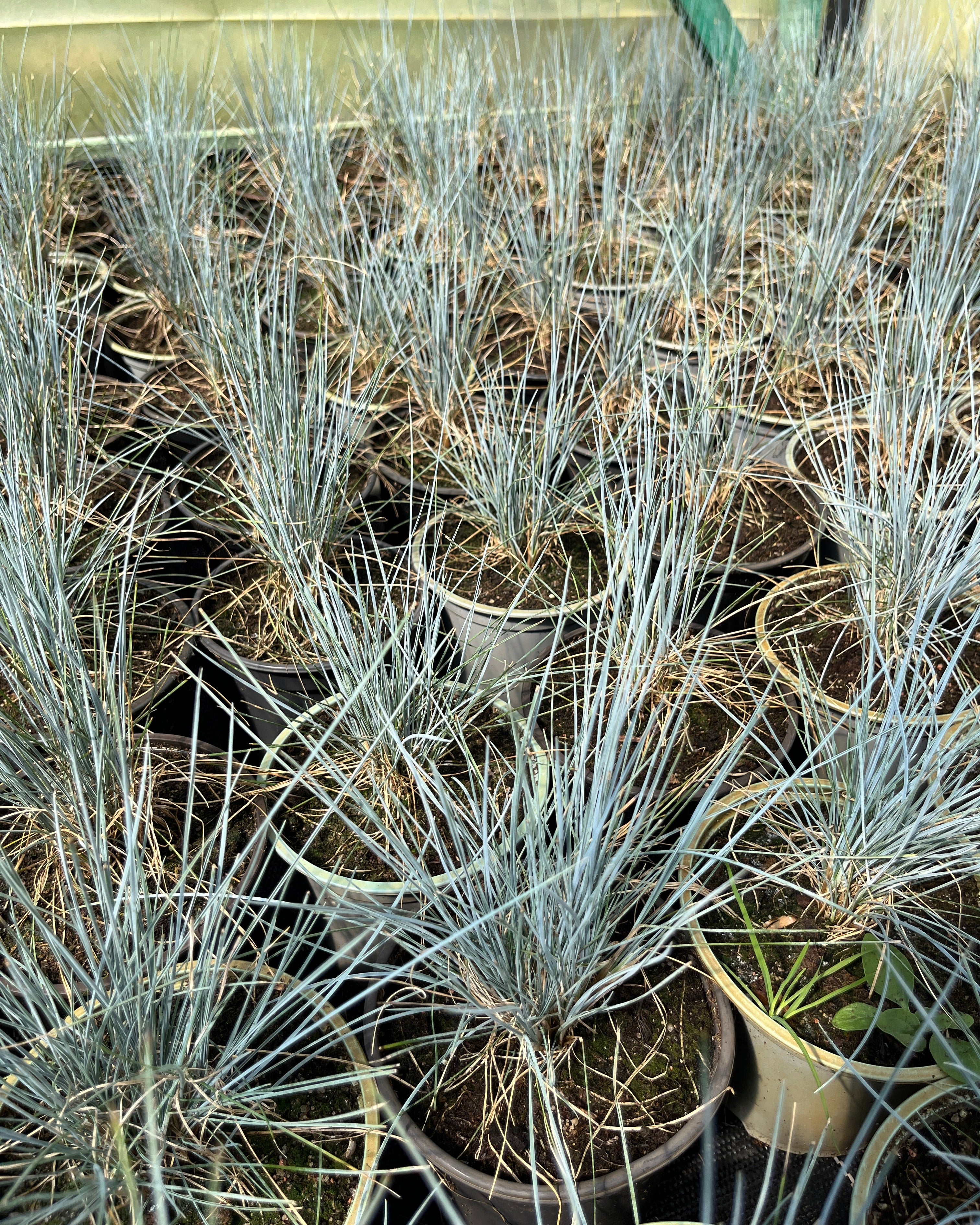 Sinihall aruhein 'Elijah Blue'