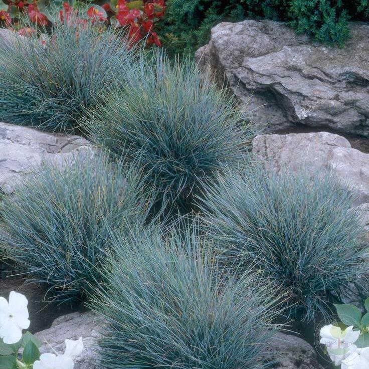 Sinihall aruhein 'Festina'