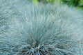 Sinihall aruhein 'Elijah Blue'