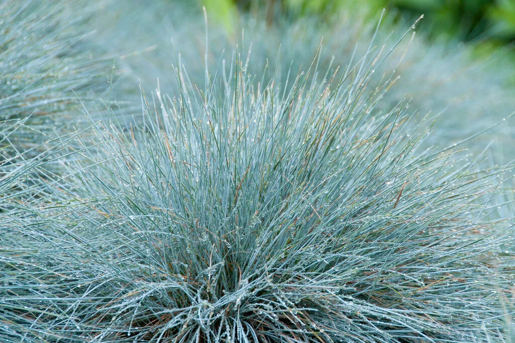 Sinihall aruhein 'Elijah Blue'