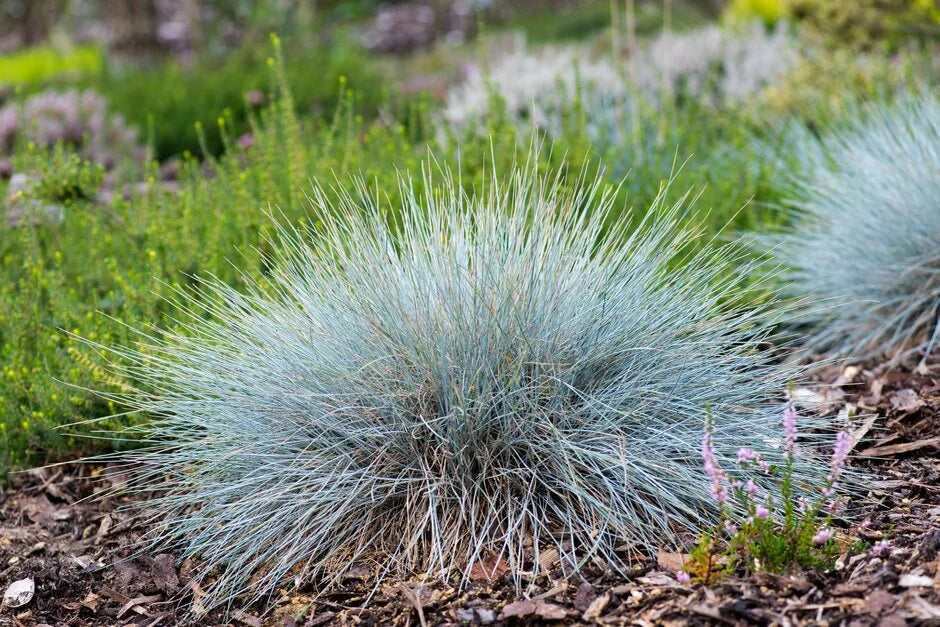 Sinihall aruhein 'Elijah Blue'