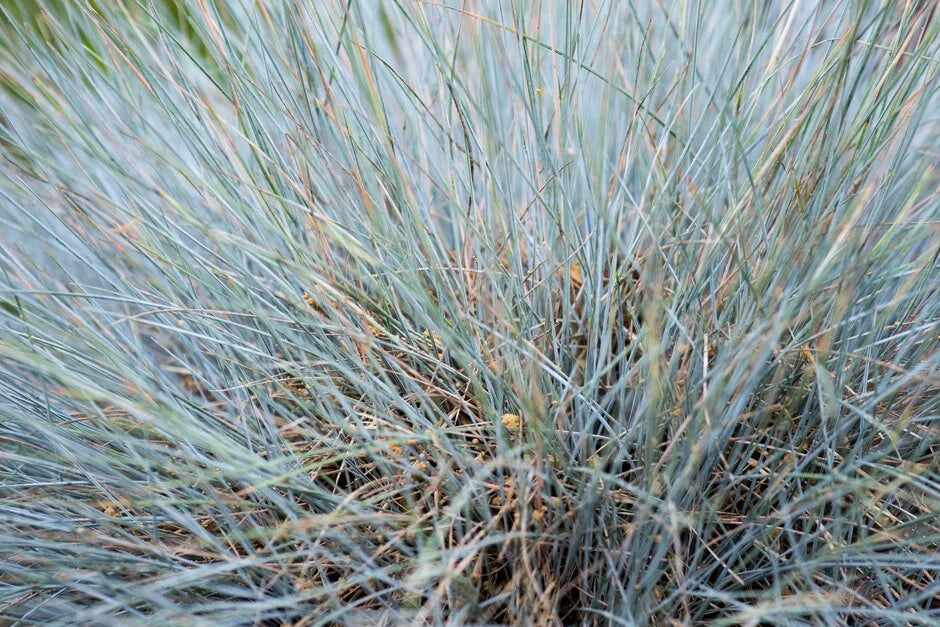 Sinihall aruhein 'Elijah Blue'