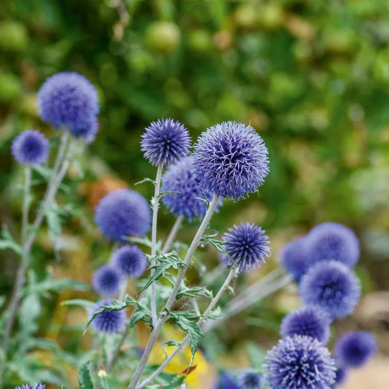 Sinine mesiohakas 'Veitch's Blue'