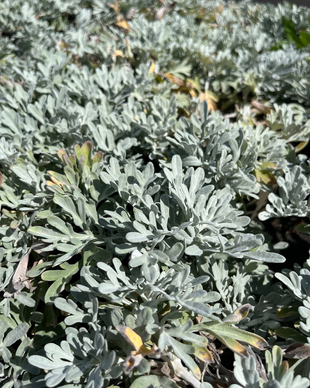 Stelleri puju 'Silver Brocade'